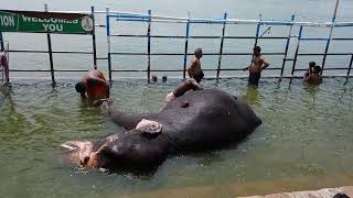 Srirangam temple elephant bathing video [upl. by Galven674]