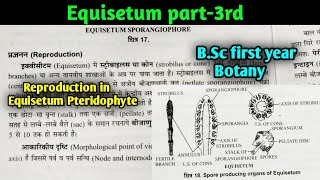 Equisetum part3rd  Reproduction of Equisetum life cycle of Equisetum Pteridophyte [upl. by Chen742]