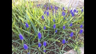 Growing Muscari GrapeHyacinthArmeniacum [upl. by Ainniz696]