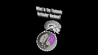 Thalamic Reticular Nucleus TRN [upl. by Akire124]