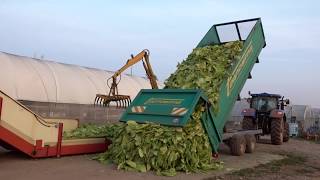 Tobacco Growing and Harvesting in Italy  Coltivazione e raccolta del tabacco in Italia [upl. by Aicxela31]