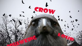 Crow Squawking  Sound Effect  Animation [upl. by Aecila]