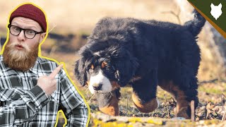 What To Do With A NEW BERNESE MOUNTAIN DOG PUPPY [upl. by Wiebmer62]