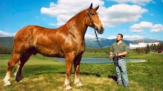 The BIGGEST HORSES In The World 🐎 [upl. by Akehsal]