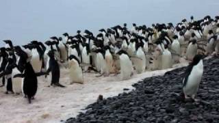 Adelie Penguins [upl. by Zetneuq]