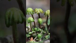 Plant Kingdom quotLIVERWORTSquot Quick Revision NEET Biology 2025 [upl. by Nosiddam]