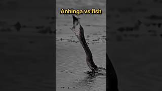 Anhinga vs fish trending shorts viral shortvideo [upl. by Eyde]