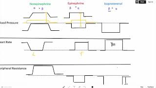 Sympathomimetics Graph Simple Explanation for USMLE I BP HR TPR [upl. by Neeli461]