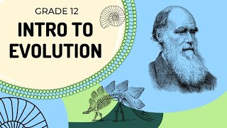 EASY TO UNDERSTAND  Introduction to Evolution [upl. by Pang]