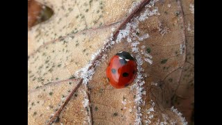 A hoar frost and ladybirds [upl. by Airres]