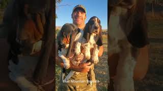 Basset Hound puppies at 12 weeks old my two keeper puppies 💖💖 [upl. by Nnaitak340]