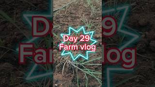 Day 2930  jinjuwa grassupdate vivasayam farming supernapier agriculture aaduvalarpu [upl. by Anifad]