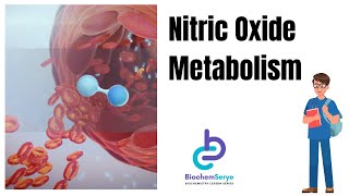 Nitric Oxide and the Heart [upl. by Nirrek]