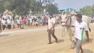 రాజేశపురం న్యూ కేటగిరి D V R bulls court entry video [upl. by Ecinej419]