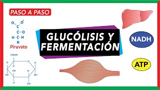 Glucólisis pasos y destino del piruvato fermentación [upl. by Hashimoto481]