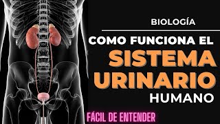 Cómo funciona el sistema urinario El increíble viaje de la orina [upl. by Petersen]