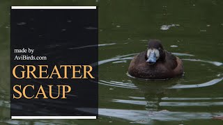 Greater Scaup Aythya Marila [upl. by Benny]