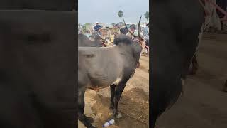 Kundarapalli Friday market Krishnagiri district tn24sakthivlogs [upl. by Aninat]