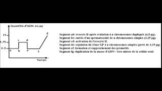 Variation de la quantité dADN dans lovocyte II [upl. by Duky]