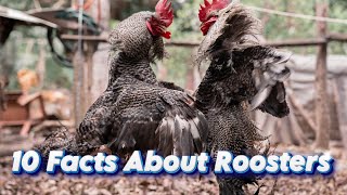 10 Facts About Roosters [upl. by Rimahs774]