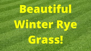 How Grow Winter Rye GrassOverseedingFor A Perfect Lawn [upl. by Yenffit866]