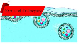 Exo und Endozytose einfach erklärt  Deutsch 🌿 [upl. by Llemhar]