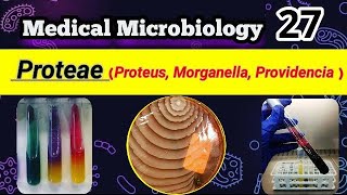 Proteus Morganella Providencia Proteae group شرح بالعربي [upl. by Wilburt]