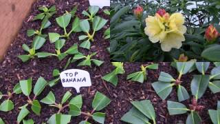 Rhododendron Propagation 2016 is Complete at Kincaids Nursery [upl. by Portuna]