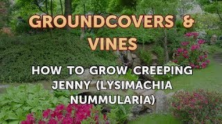 How to Grow Creeping Jenny Lysimachia Nummularia [upl. by Nirek]