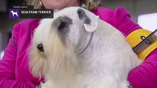 Sealyham Terriers  Breed Judging 2019 [upl. by Aigneis]