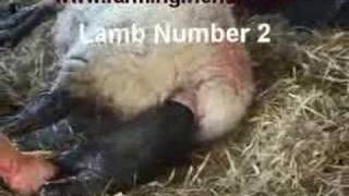 An Assisted Lambing by farmingfriendswmv [upl. by Phare]