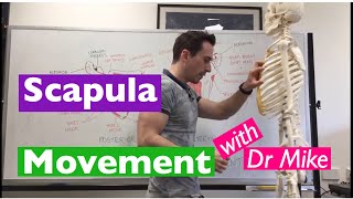 Scapula Movement  Functional Anatomy [upl. by Chon]