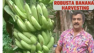 Banana harvesting  Robusta Harvesting banana  Village fruits channel [upl. by Eisaj]