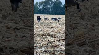 Wirehaired pointing griffon on a crow hunt bartonoutfitters [upl. by Fitting]