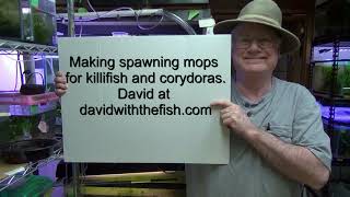 DIY Spawning Mops for killifish corydoras and tetras Quick and easy Very low cost [upl. by Lisabet]