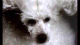 Dogs  Lasers GREATEST DOGLASER VIDEO EVER [upl. by Piers681]