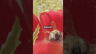 Bees Can Dance 🐝💃 Discover the Waggle [upl. by Nelyaw296]