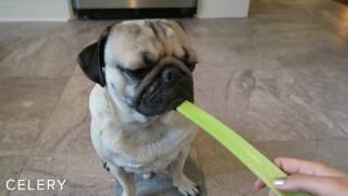 Doug The Pug Eats Fruits amp Vegetables Compilation [upl. by Amandy273]