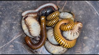 Attractive Giant Millipedes Vs Small Centipede and Many Huge Worms Found in Palm Stump insects [upl. by Attelrak242]