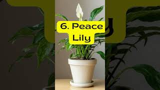 Plants That Love Misting plants houseplants indoorplants [upl. by Niloc]