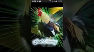 Canzone buongiorno del gallo video divertente [upl. by Huff]