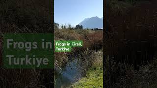 Frogs sounds on the Lycian Way [upl. by Arenat828]