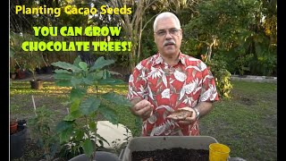 Growing Chocolate Trees in Florida  How to plant Cacao and Coffee Seeds [upl. by Ellenahc]