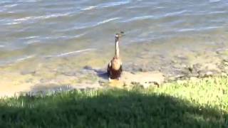 Anhinga Swallows Fish Whole [upl. by Evita]