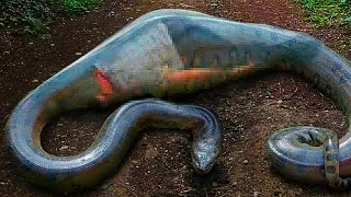 Workers Make Shocking Discovery After Capturing Giant Snake  What They Found Inside Unbelievable [upl. by Sidoeht]