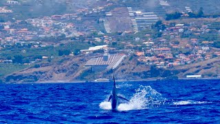 900 lb blue Marlin caught and released off Madeira [upl. by Jit724]