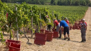 Berba grožđa u beljskim vinogradima uranila gotovo mjesec dana [upl. by Center]