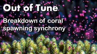 Out of Tune  Breakdown of Coral Spawning Synchrony [upl. by Avad]