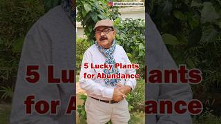 5 Lucky Plants to Bring Abundance to Your Home luckyplants indoorplants [upl. by Ecilahc847]