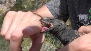 Chuckwalla Lizard Bite Hugs amp Kisses Catching Snakes amp Lizards Nature Herping Travel 4K [upl. by Flo249]